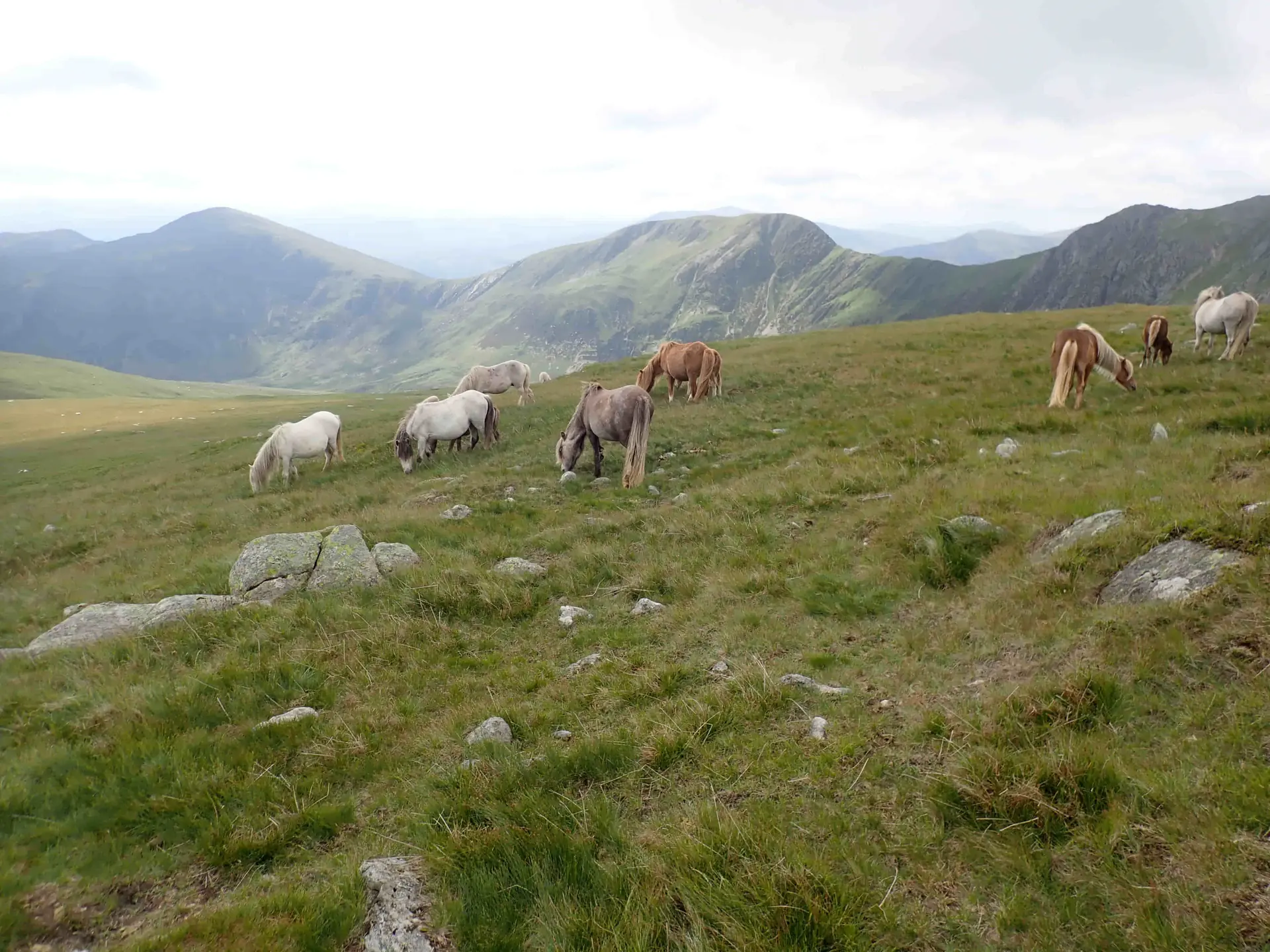 Wild ponies on Gledrffordd, Carneddau